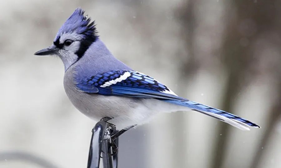 Women’s high top canvas shoes in the colors of nature - Jay Bird
