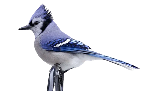 Women’s high top canvas shoes in the colors of nature - Jay Bird