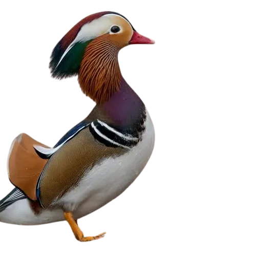 Women’s slip-on canvas shoes in the colors of nature -  Mandarin Duck